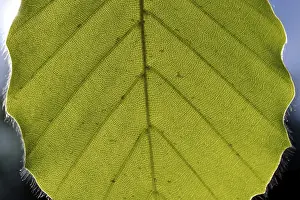 Framed Print : Beech Leaf Against the Light Print Framed Print : Beech Leaf Against the Light Print