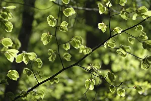 Deciduous Forest Landscape Prints: Beech leaves in spring
