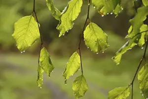 Deciduous Forest Foliage Prints: Beech leaves in spring, during a rain shower