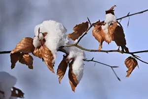 Deciduous Tree In Winter Prints: Beech leaves in winter