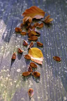 European Beech Forest Prints: Beech nuts, beech, Tolzer Land