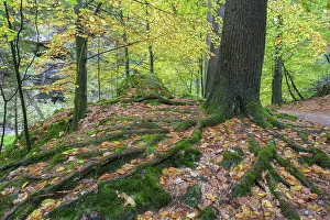 Elbe Sandstone Mountains Landscape Prints: Beech with powerful root system