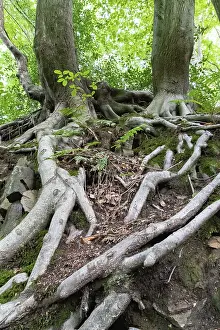 Prints of Beech roots reach into the soil, Bochum, North Rhine-Westphalia, Germany Bochum Prints: Beech Roots Reach into the Soil Print, Germany