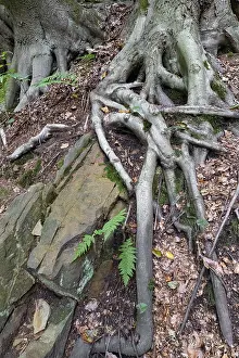 Prints of Beech roots reach into the soil, Bochum, North Rhine-Westphalia, Germany Bochum Prints: Beech Roots Reach into the Soil Print, Germany