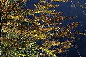 Close Up Beech Leaves Prints: Beech tree in autumn detail