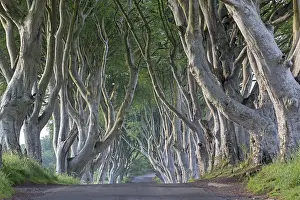 County Antrim Landscape Photo Prints: Beech tree avenue, The Dark Hedges