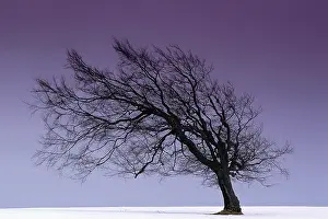 German Beech Trees Prints: Beech tree Black Forest / Germany