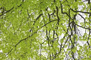Uninhabited Landscapes Prints: Beech tree leaves in spring