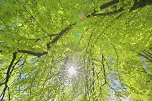 Beech Tree Leaves Prints: Beech tree leaves with sun