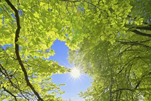 Beech Tree Leaves Prints: Beech tree leaves with sun