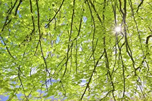 Empty Nature Scenes With Plants Prints: Beech tree leaves with sun