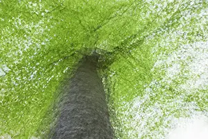 Springtime In Germany Prints: Beech tree in spring, multiple exposure