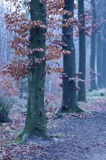 German Autumn Scenery Prints: Beech tree trunks in autumn. Germany