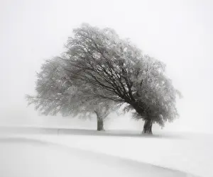 European Wintry Landscapes Prints: Beech trees deformed by wind in the Black Forest