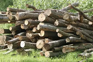 Firewood For Sale Prints: Beech trunks, fire wood