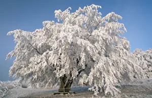 Beech Tree In Snow Prints: Beech in winter (Fagus sylvatica)