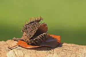 Beech Leaf Prints: Beechnut with a beech leaf, autumn