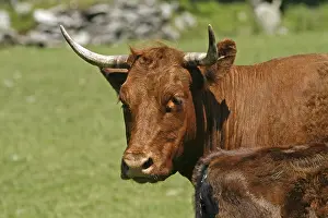 Domestic Cattle Nutrition Prints: Beef, Cornwall, UK
