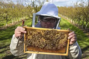 Beekeeper Protective Clothing Prints: Beekeeper checking on honey bees
