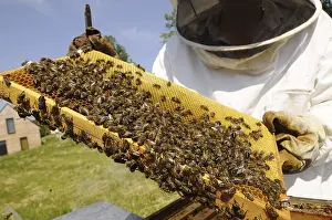 Wild Bee Conservation Prints: Beekeeper at work at the beehive
