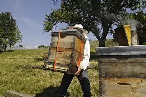 Wild Bee Conservation Prints: Beekeeper at work at the beehive