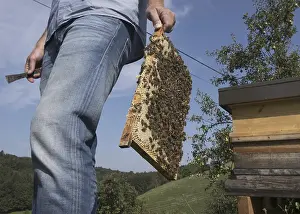 Wild Bee Conservation Prints: Beekeeper at work at the beehive