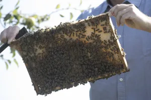 Wild Bee Conservation Prints: Beekeeper at work at the beehive