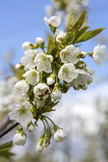 Macro Bee Photography Prints: Bees pollinating cherry blossoms