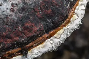 Northern Germany Fungi Prints: Beeswax Bracket (Ganoderma pfeifferi) with guttation drops