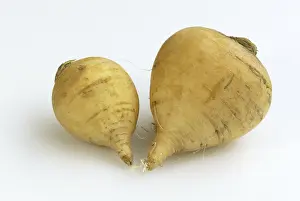 Agricultural Planting Prints: Beet / (Brassica rapa)