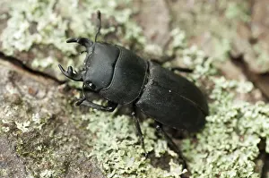 Stag Beetle Prints: Beetle Print: Dorcus Parallelipipedus
