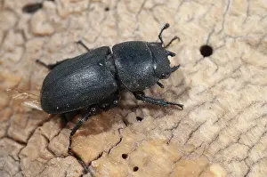 Stag Beetle Prints: Female Lesser Stag Beetle Print