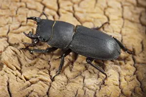 Wildlife Fauna Images Prints: Beetle beetle, dorcus parallelipipedus