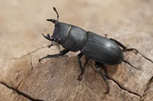Stag Beetle Prints: Beetle Beetle Print, Dorcus Parallelipipedus