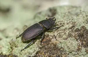 Deserted Natural Habitats Prints: Beetle beetle, dorcus parallelipipedus