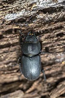 Stag Beetle Prints: Beetle (Dorcus parallelipipedus) Print, Germany
