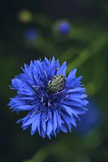 Prints of Beetle hiding in a Cornflower Hide Beetle Prints: Beetle Hiding in a Cornflower Print