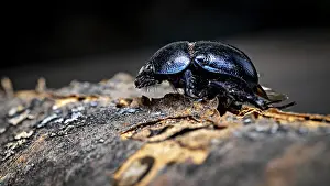 Dung Beetle Prints: A Beetle on a Tree Trunk Print: Anoplotrupes stercorosus