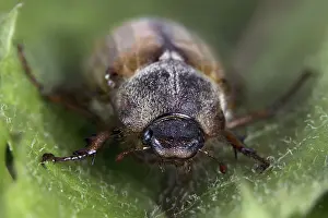 Scarab Beetle Habitat Prints: Beetle in the wild