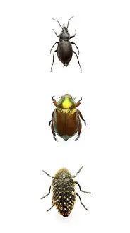 Wildlife Beetle Images Prints: Three beetles
