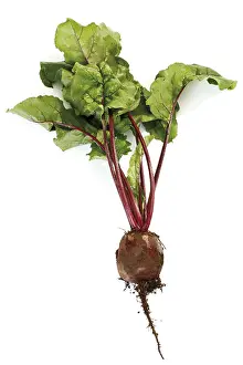 Beetroot Nutrition Prints: Beetroot