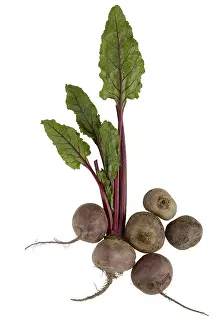 Amaranthaceae Family Prints: Beetroot (Beta vulgaris), beetroot