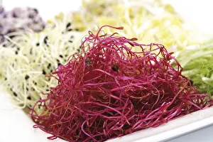 Beetroot Sprouts Prints: Beetroot sprouts