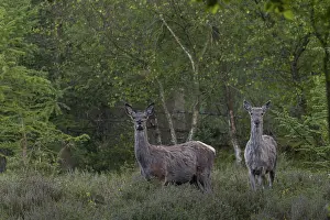 Red Deer In Denmark Prints: At the beginning of May