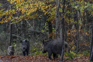 Northern Europe Animal Behaviour Prints: At the beginning of November