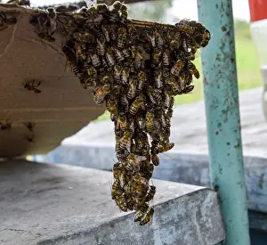Honey Bees Prints: The beginning of the swarming of the bees
