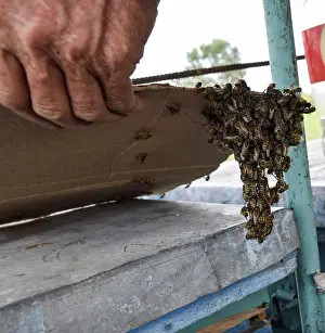 European Honey Bee Prints: The beginning of the swarming of the bees