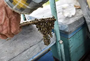 Wildlife Photography Bees Prints: The beginning of the swarming of the bees