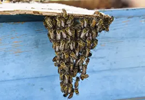 Honey Bees Prints: The beginning of the swarming of the bees