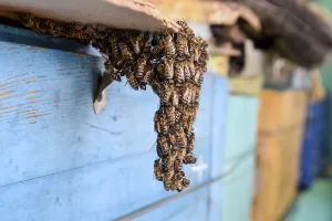 European Honey Bees Prints: The beginning of the swarming of the bees